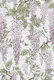 Wisteria pink