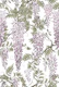 Wisteria pink white