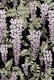 Wisteria pink black