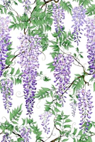 wisteria violet white tapety
