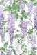 wisteria violet white