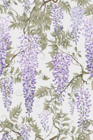 Wisteria violet tapety