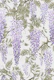 Wisteria violet
