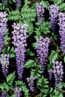 Wisteria violet black tapety
