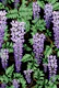 Wisteria violet black