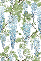 wisteria blue white tapety