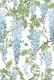 wisteria blue white