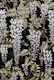 Wisteria white black