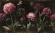 Dark Vintage Burgundy Peonies Mural