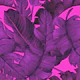 Tropicaline mauve Magenta
