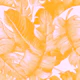 Tropicaline pink Golden yellow banana leaves