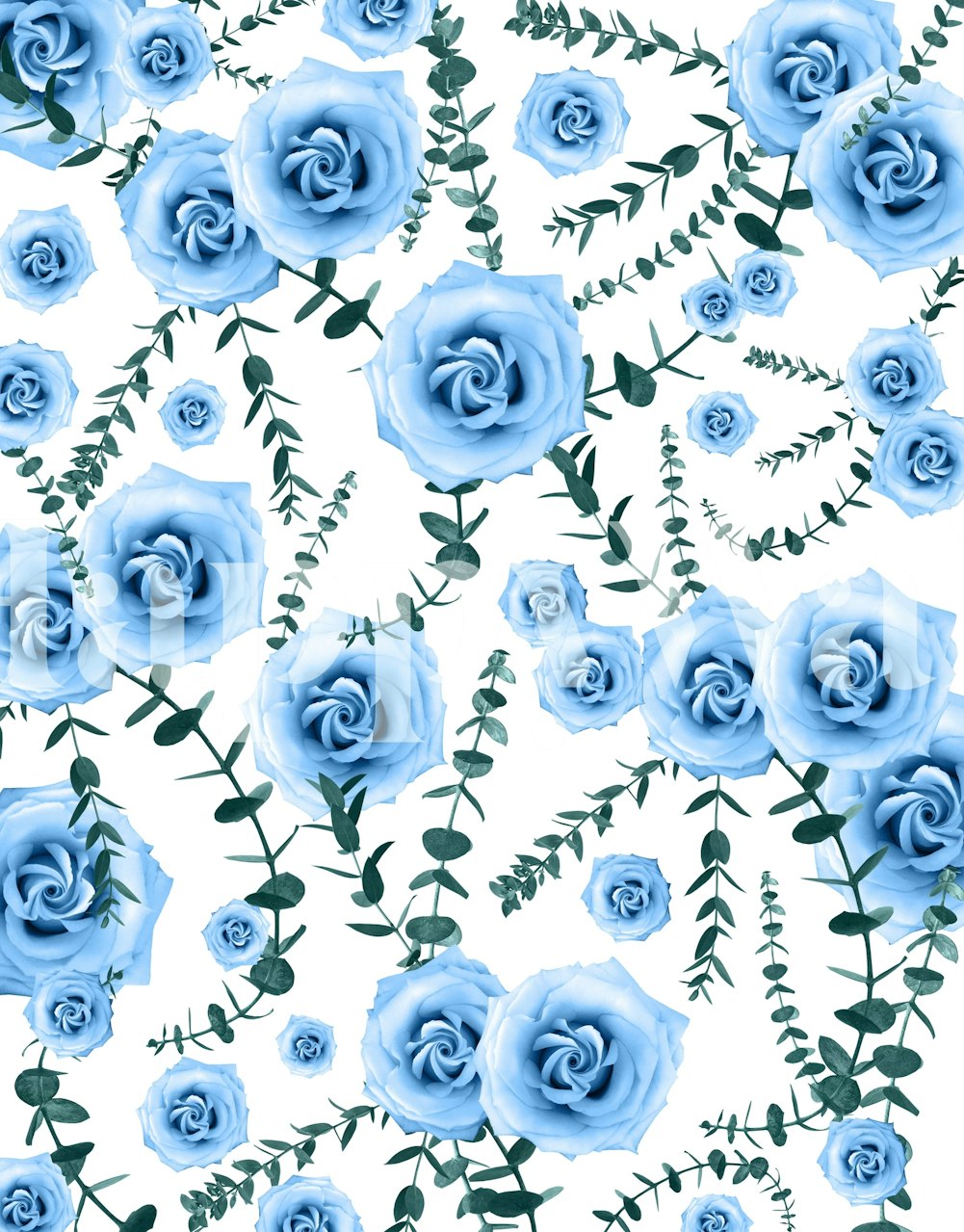 Blue roses and eucalyptus leaves on white background wallpaper