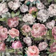 Peonies paradise dark noir - polka dots