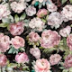 Peonies paradise dark noir 2