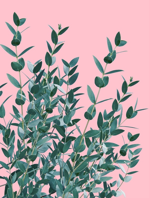 Eucalyptus Leaves Delight 5