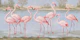 Blush pink flamingos Lake Oasis