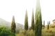 Cypresses in the Mist