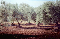 Provence Olive Grove tapet