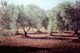 Provence Olive Grove