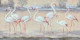 Ivory flamingos Lake Oasis Sunset