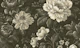 Charcoal Gray Peony Flowers