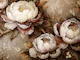 Sepia peonies and branches