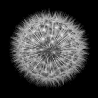 Charcoal background white dandelion seed wallpaper
