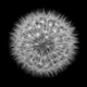 Charcoal background white dandelion seed