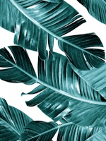 Teal Banana Leaves 1 behang
