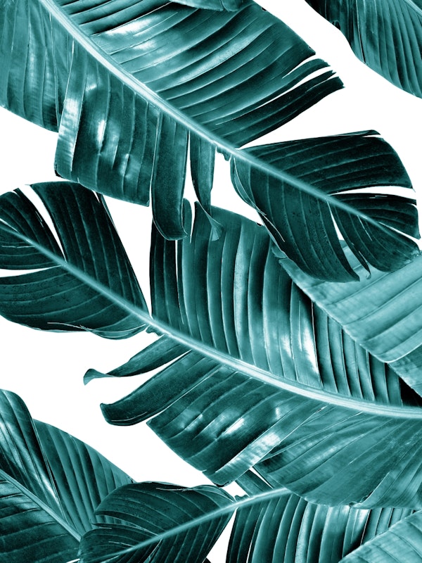 Teal Banana Leaves 1