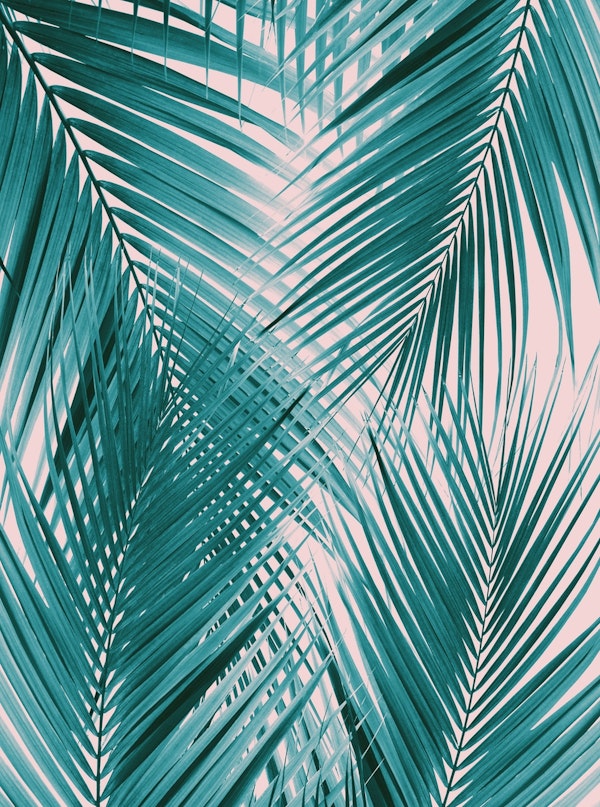 Teal Blush Palm Leaves Dream 1