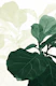 Soft Olive Green Fiddle Leaf 1