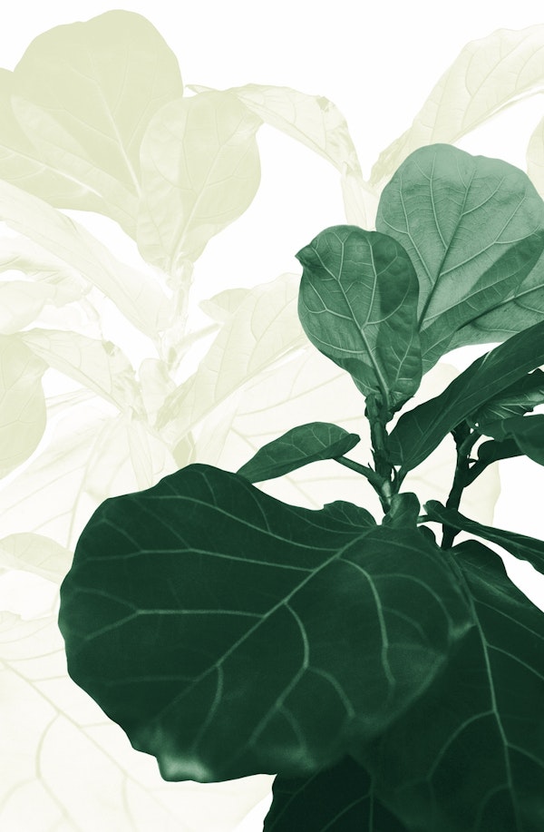 Soft Olive Green Fiddle Leaf 1