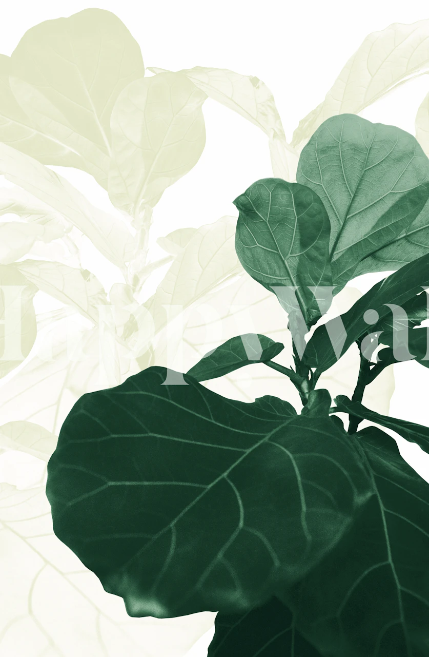 Olive green fiddle leaf fig wallpaper sample
