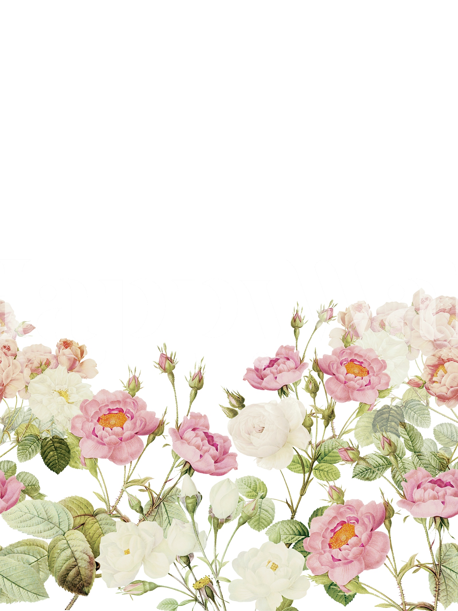 Blush Redouté Rose Garden Border papel pintado - Happywall