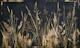 Moody Botanical Meadow Mural