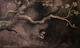 Dark Raven Tree Mural
