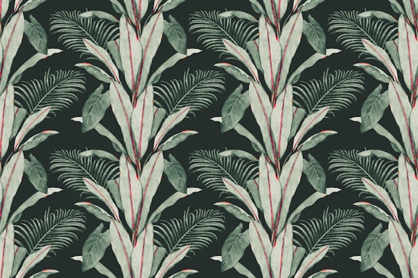 Abyssinian Banana Palm Green