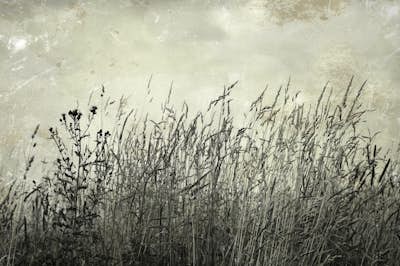 Τοιχογραφία