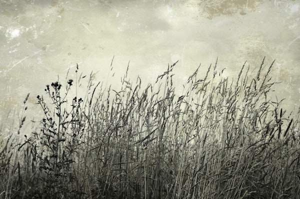 summer grasses