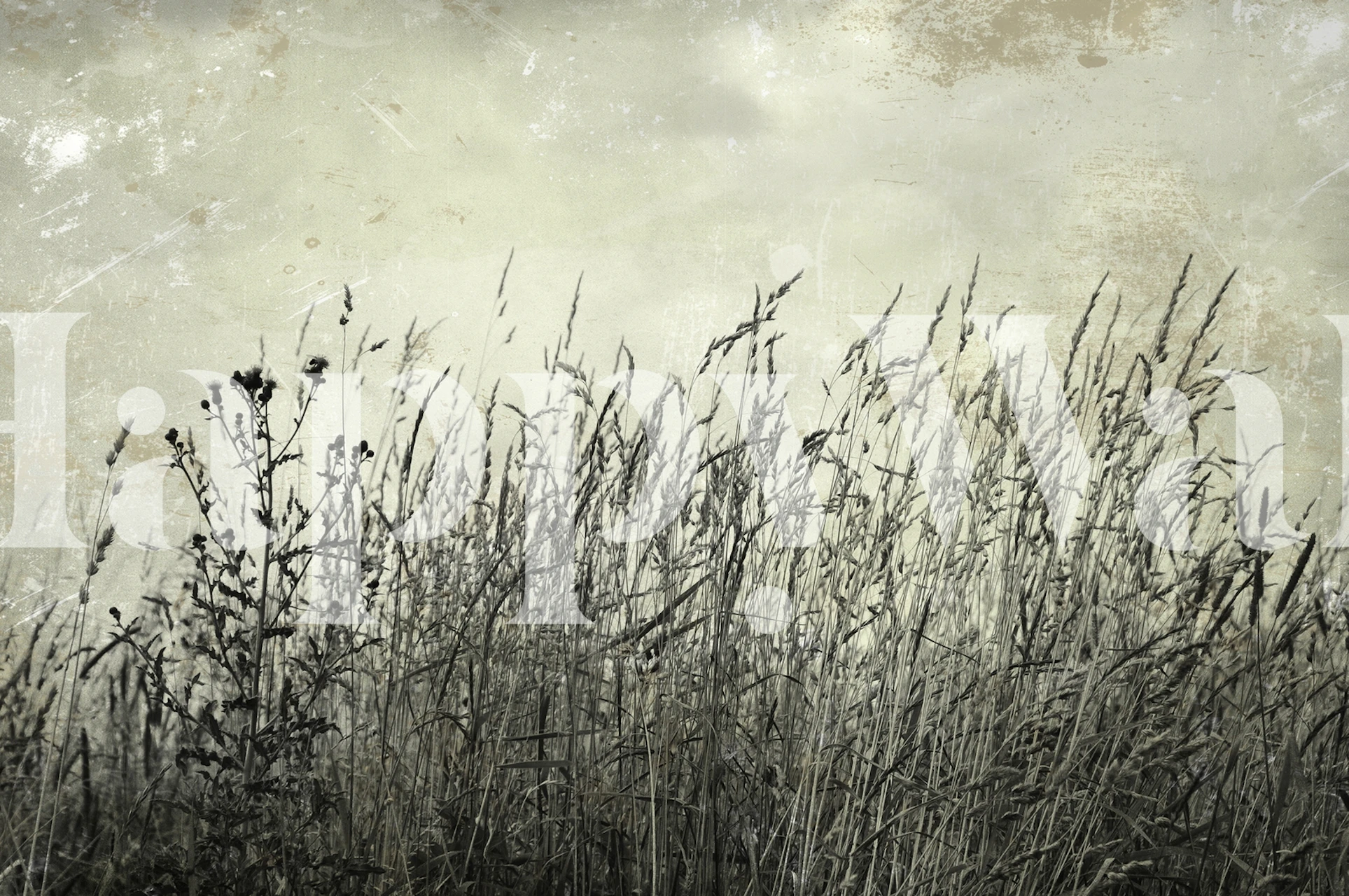 Sommergræs tapet i et rum