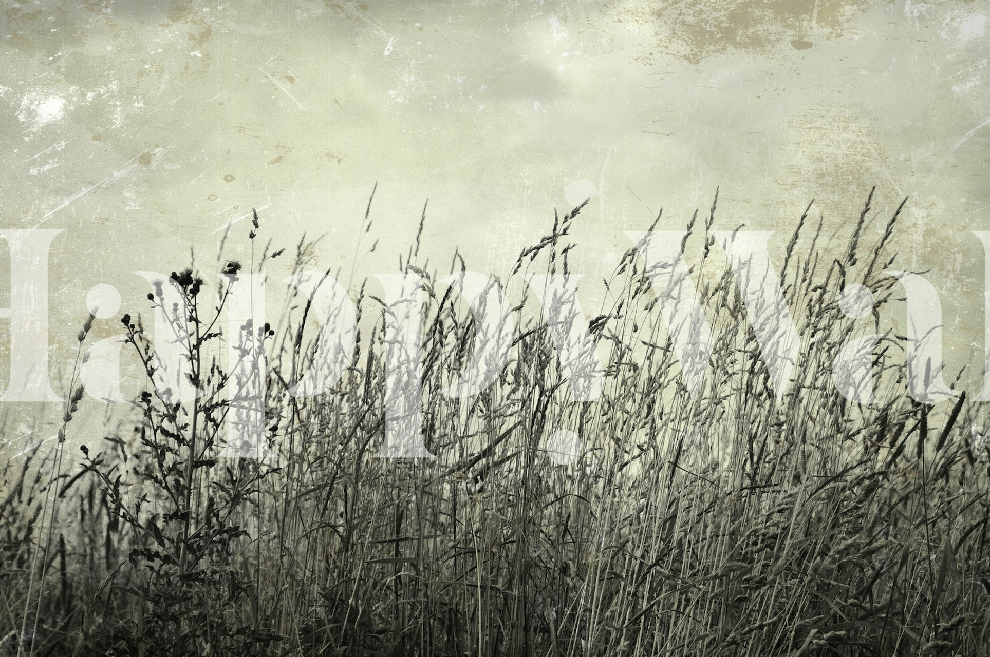 Tall grasses and wildflowers in black and white wallpaper