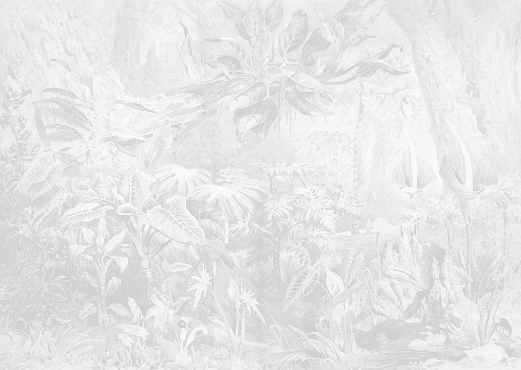 Vintage Grey Jungle Wallpaper Buy Online Happywall