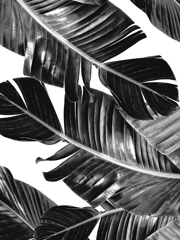 Tropical Black White Banana 1