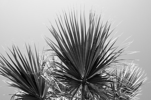 Fan Palm Black White Vibes 1