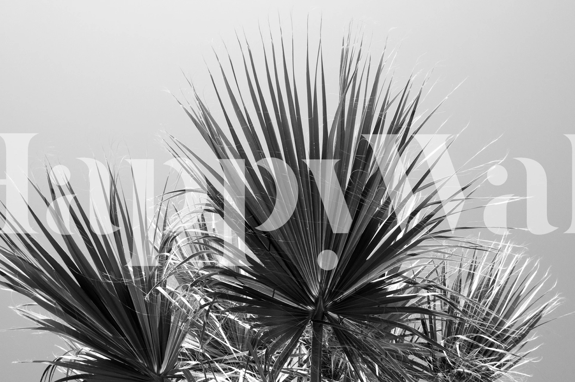 Black and white fan palm wallpaper in room