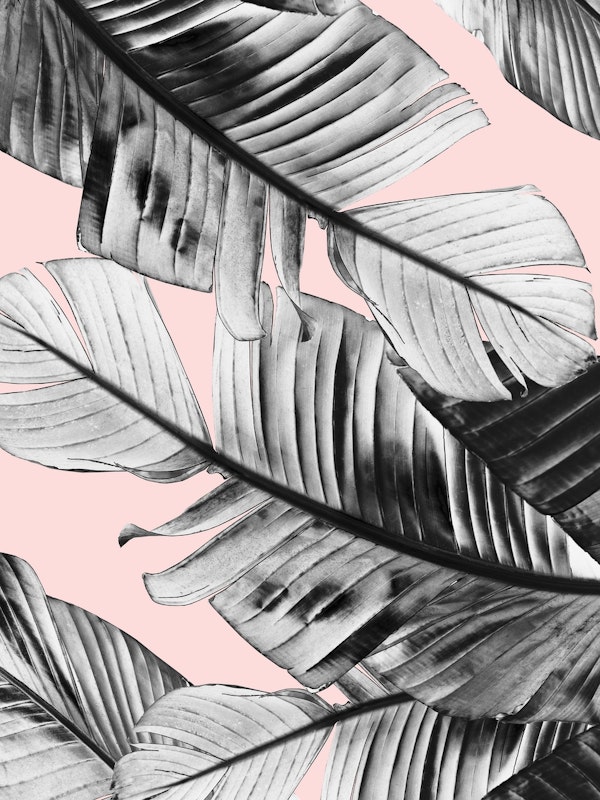 Tropical Blush Banana Leaves 8