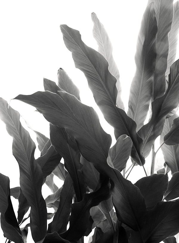 Banana Leaves Jungle Dream 2