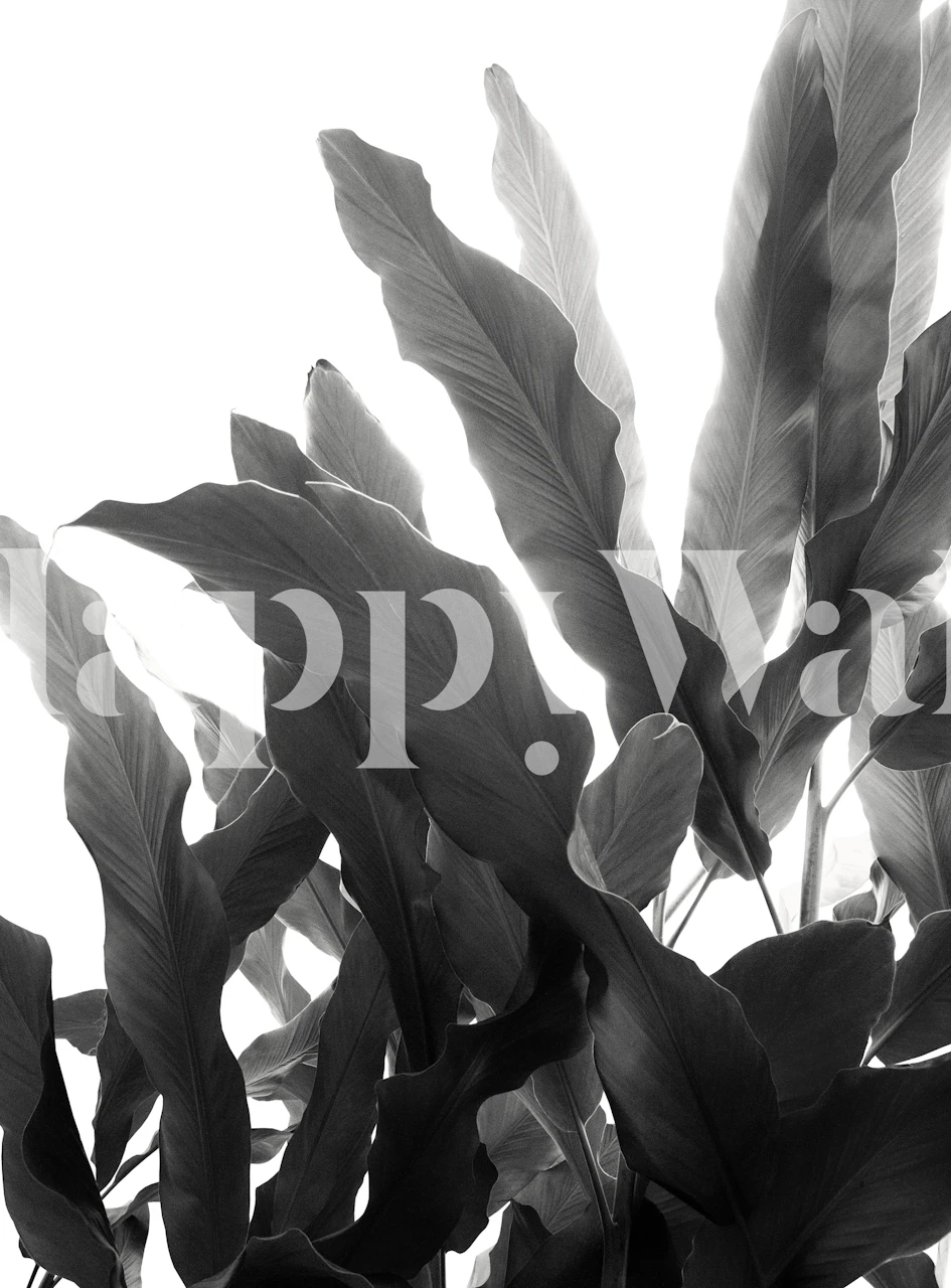 Banana leaves wallpaper in a room decor