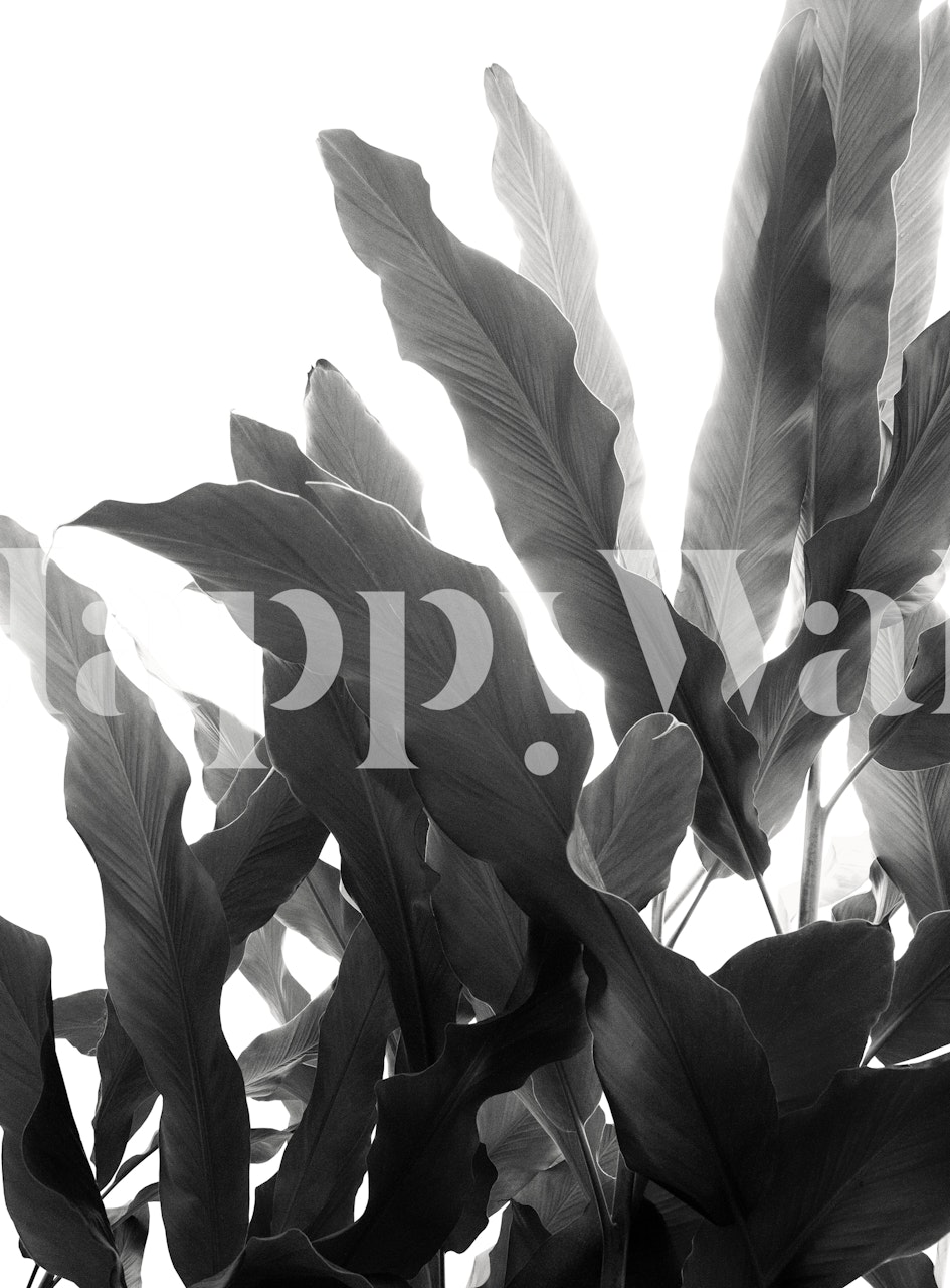 Banana leaves wallpaper in a room decor